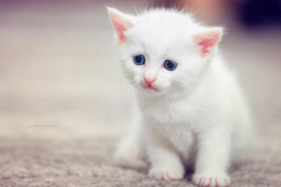 Милые маленькие котятки