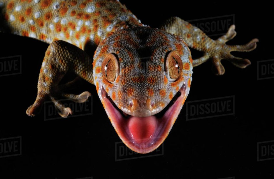 Wrong neighborhood Gecko head