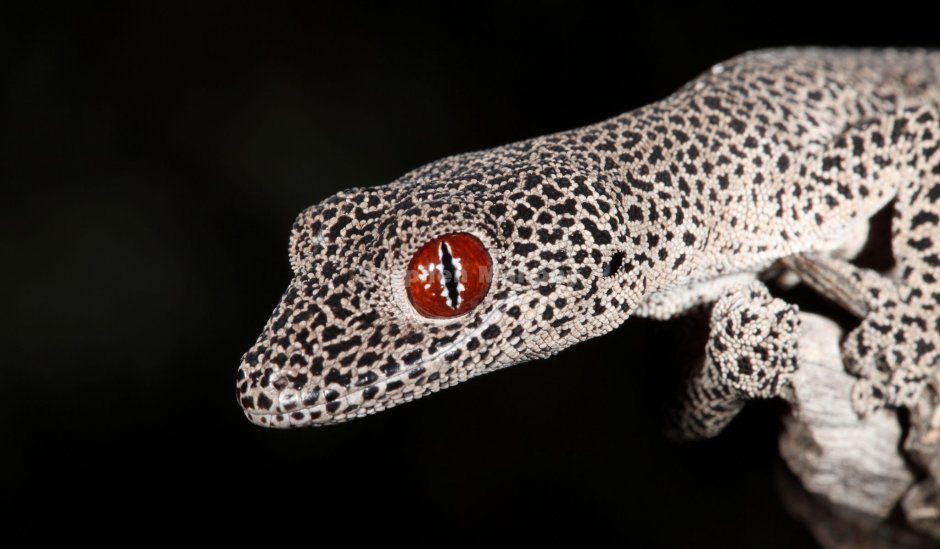 Strophurus Wellington