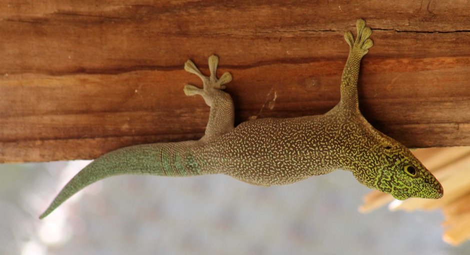 Фельзума Стандинга Phelsuma standingi