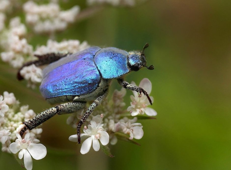 Hoplia coerulea жуки