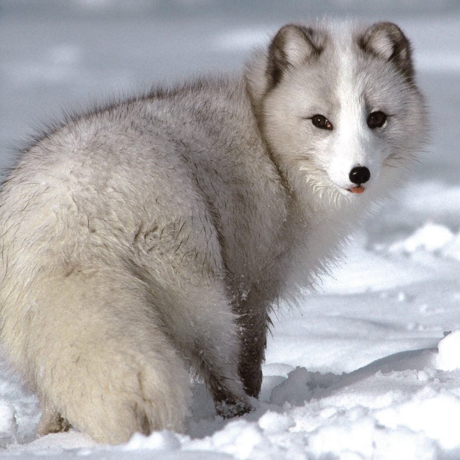 Песец (Alopex lagopus)