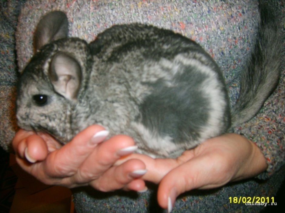 Шиншилла облысела