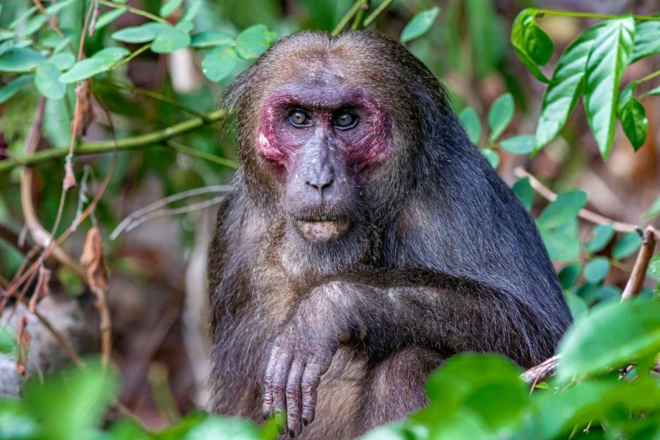 Macaca arctoides