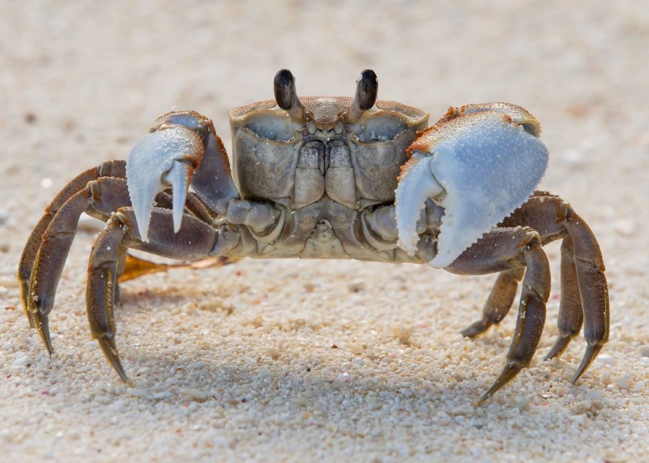 Морской краб