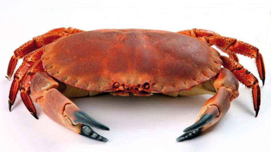 Мангровый краб фиолетовый
