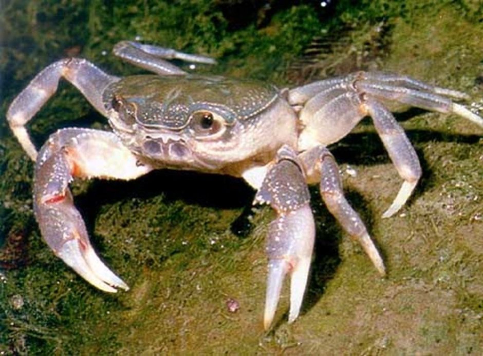 Potamon ibericum