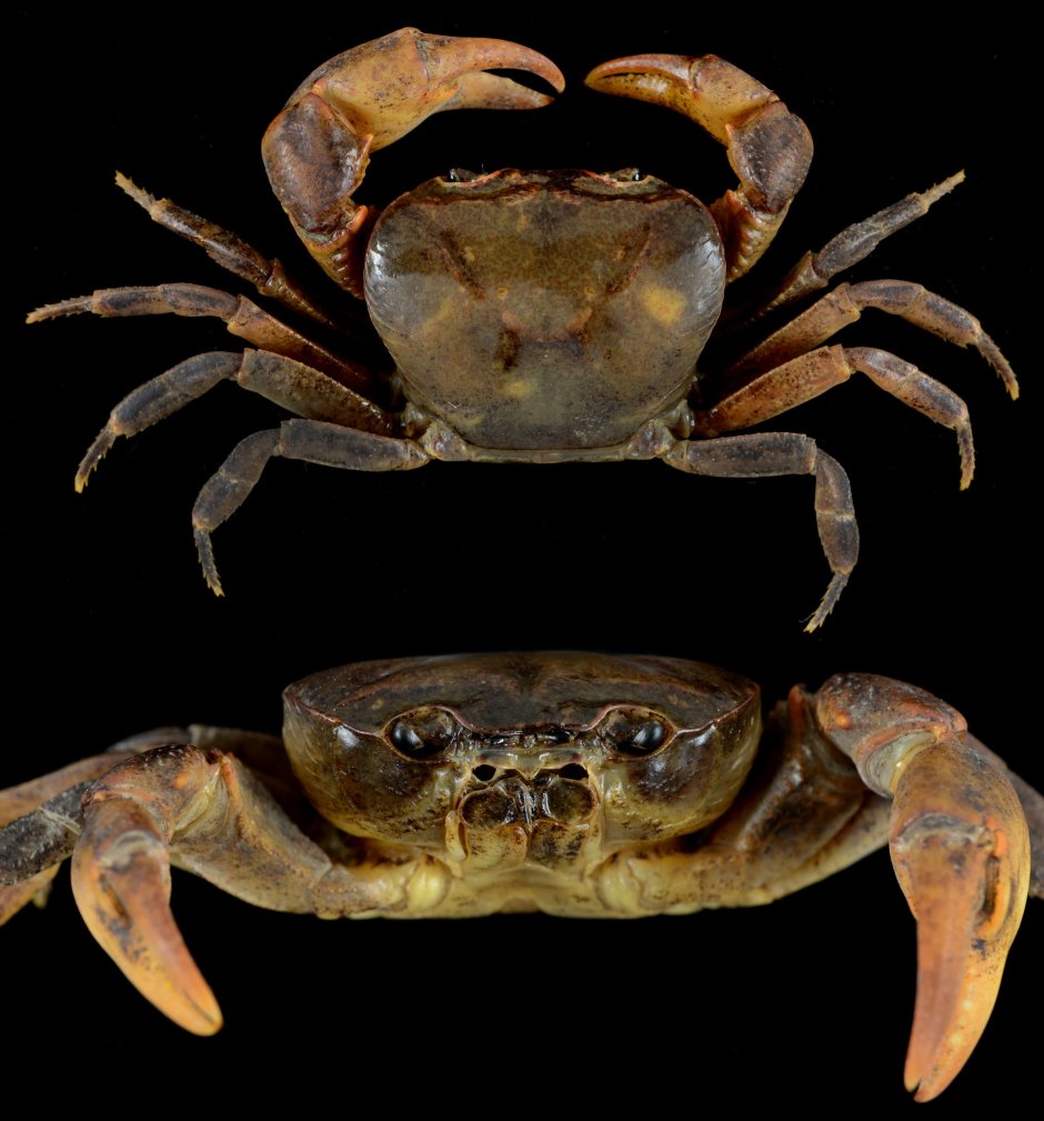 Японский краб Charybdis japonica