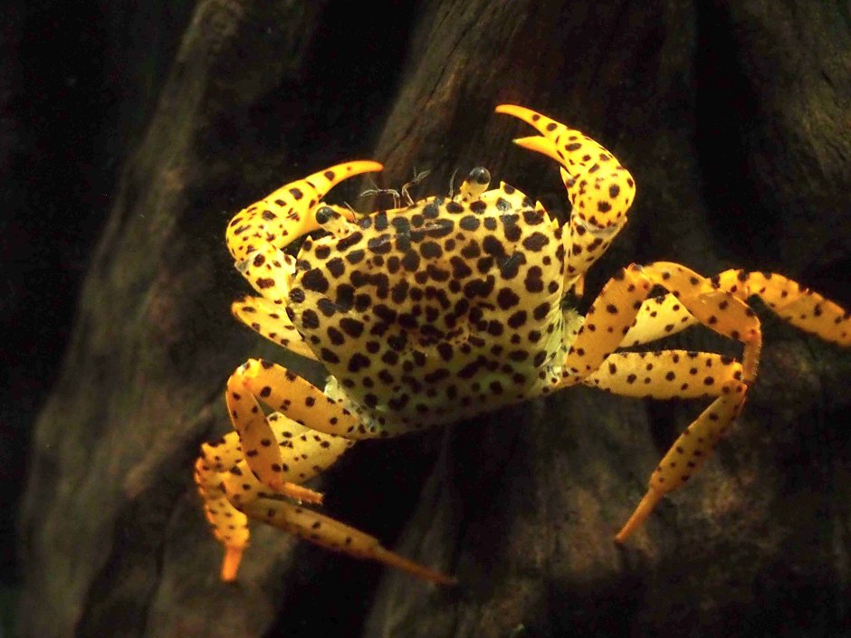 Parathelphusa pantherina