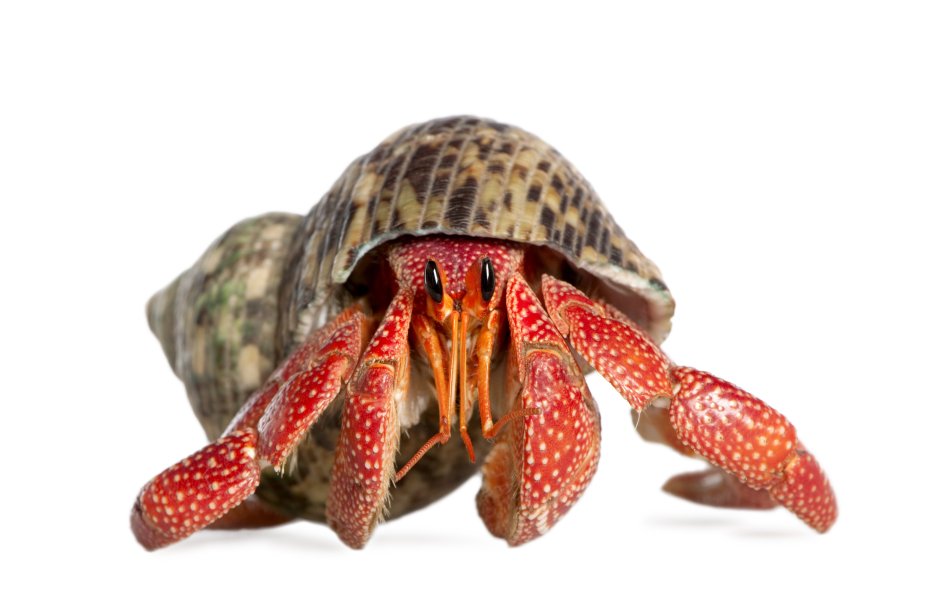 Coenobita perlatus
