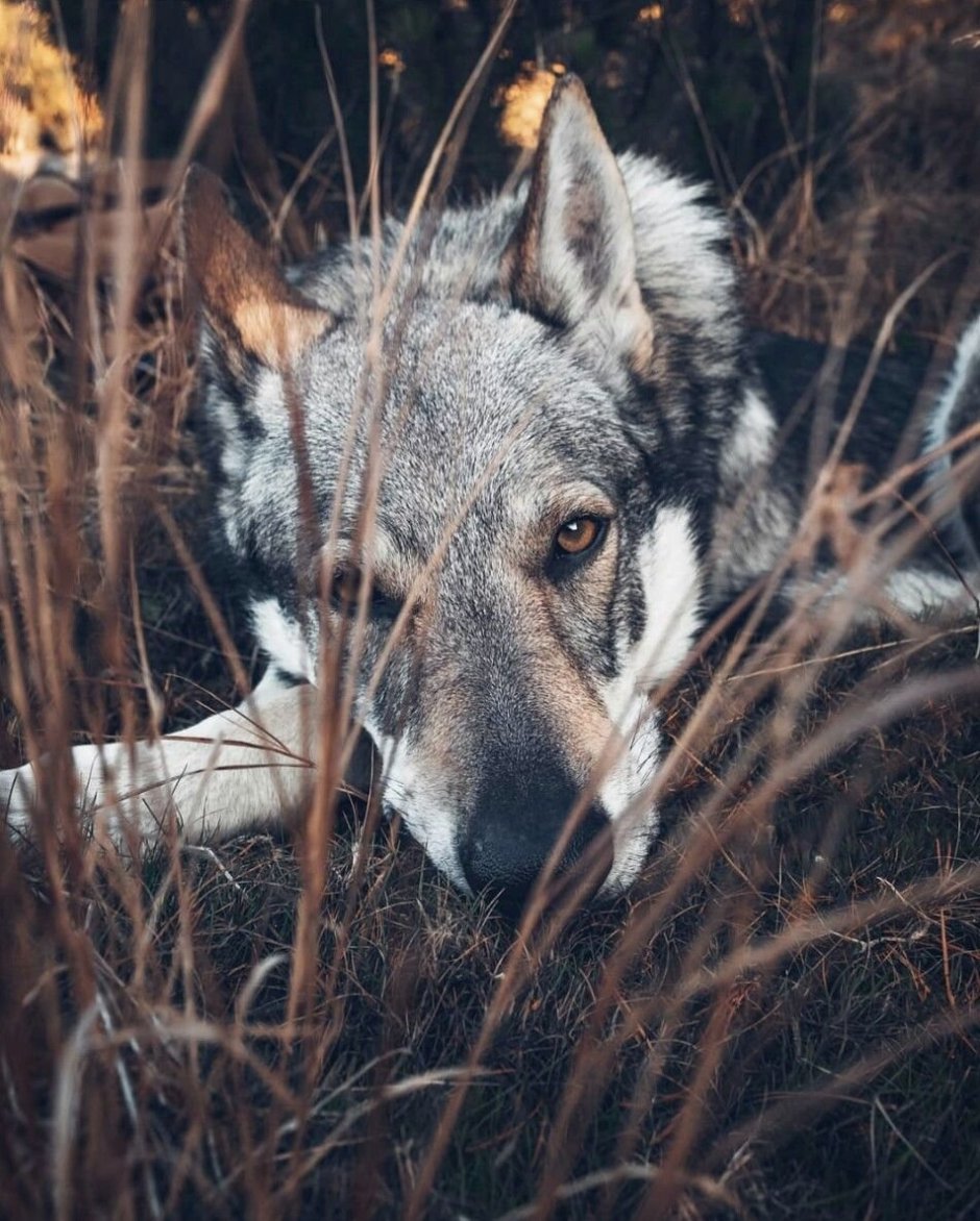 Одинокие животные