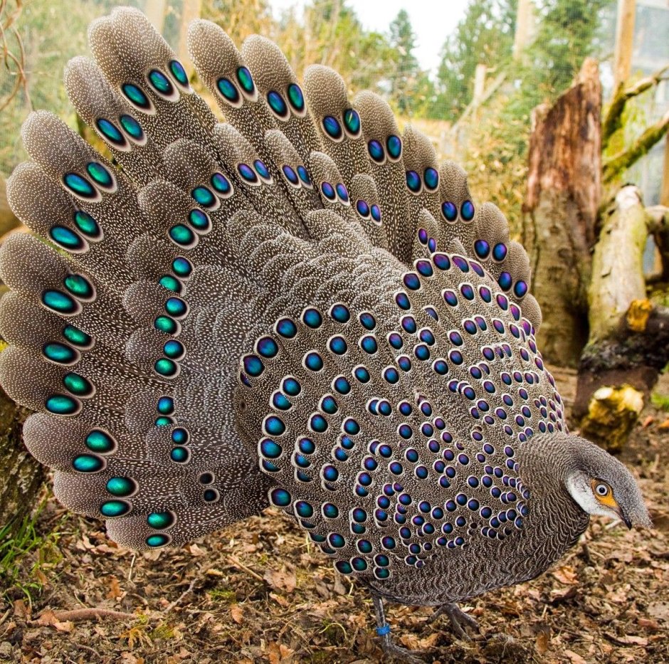 Павлиний фазан (Polyplectron bicalcaratum)