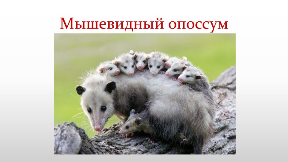 Сумчатый опоссум с детенышами
