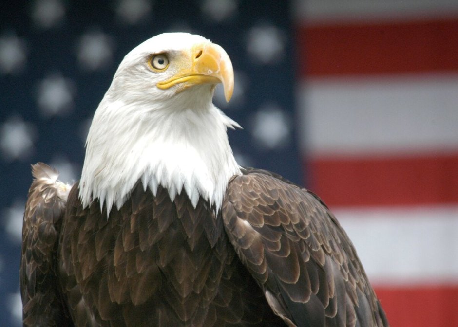 Bald Eagle символ Америки