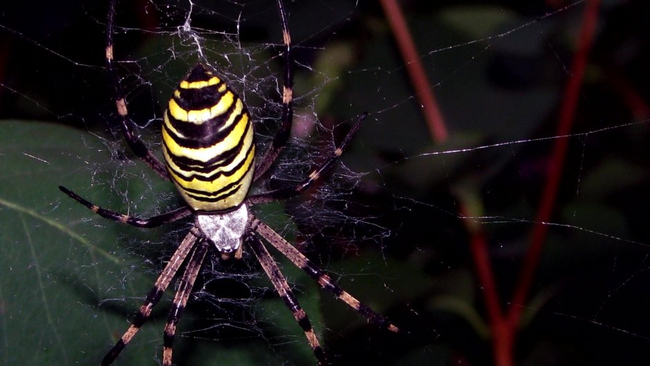 Паук zebraspinne
