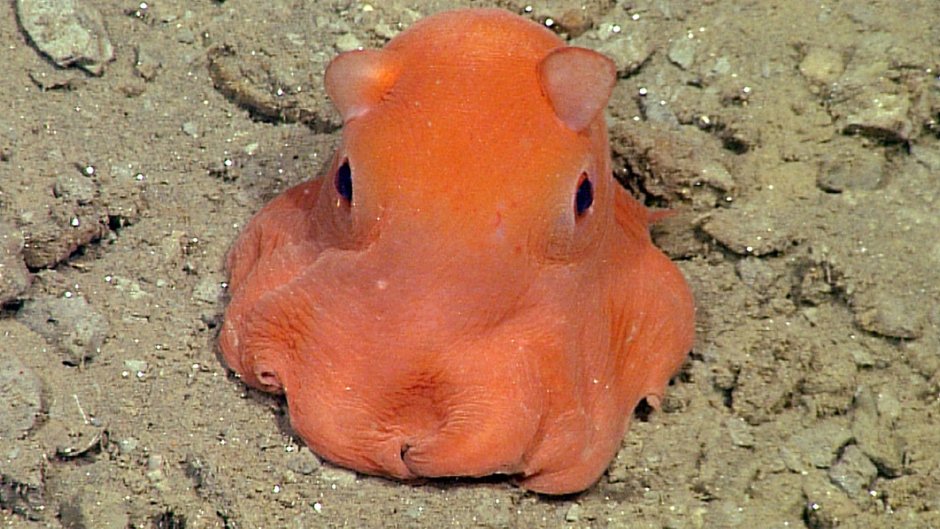 Opisthoteuthis adorabilis