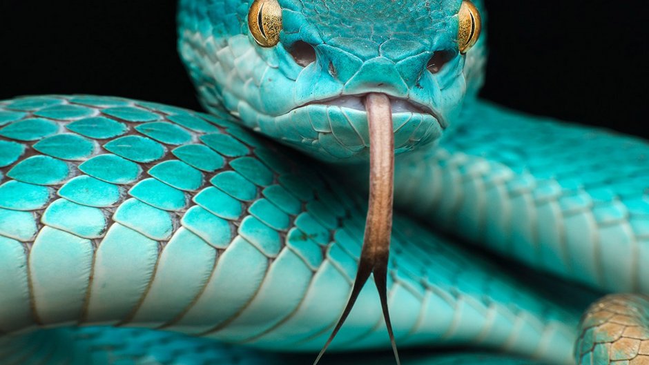 Белогубая куфия Trimeresurus insularis