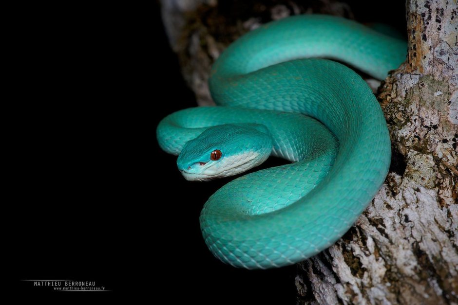 Trimeresurus insularis