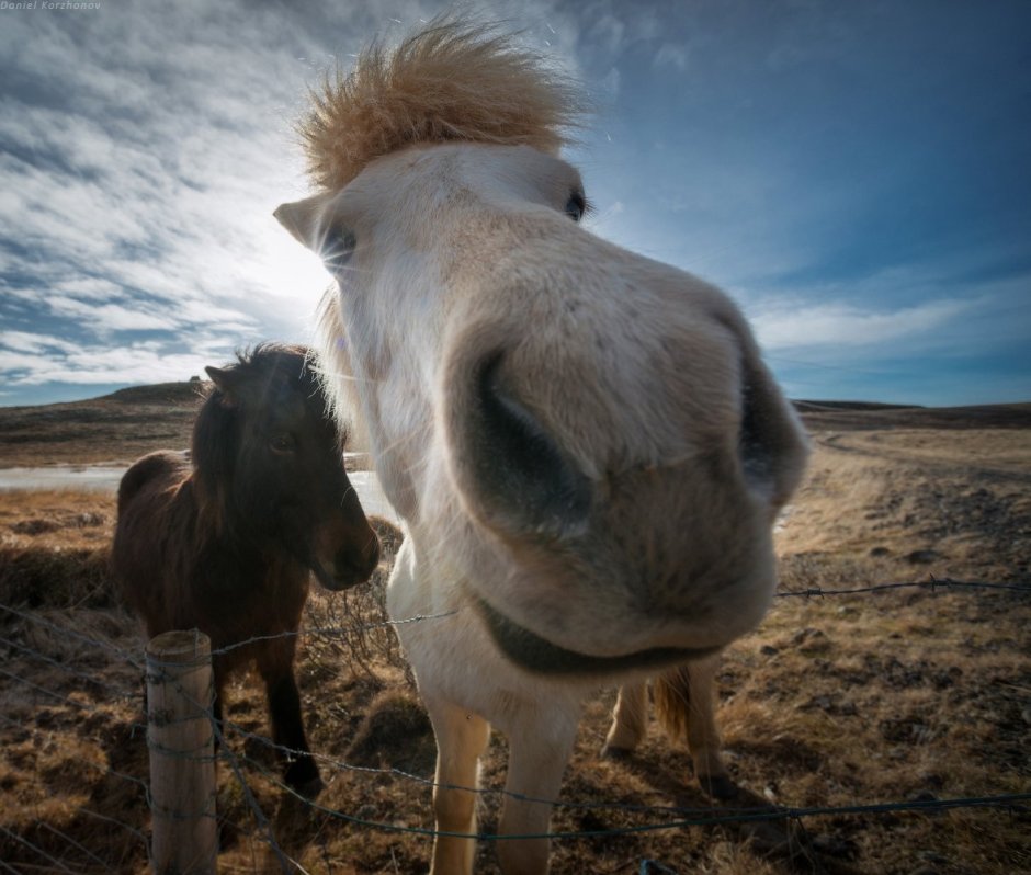 Исландия природа животные