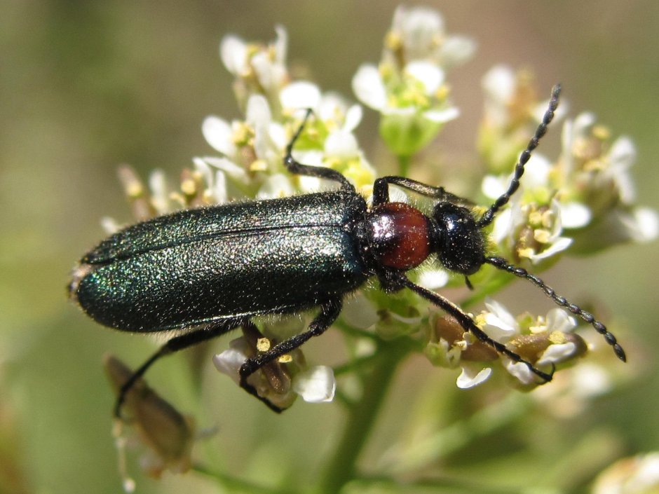 Жук нарывник. (Meloidae)