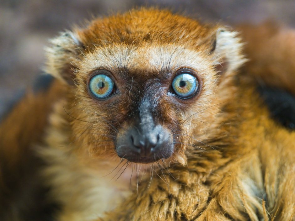 Eulemur flavifrons