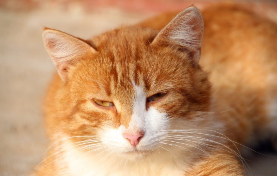 Серо рыжие коты