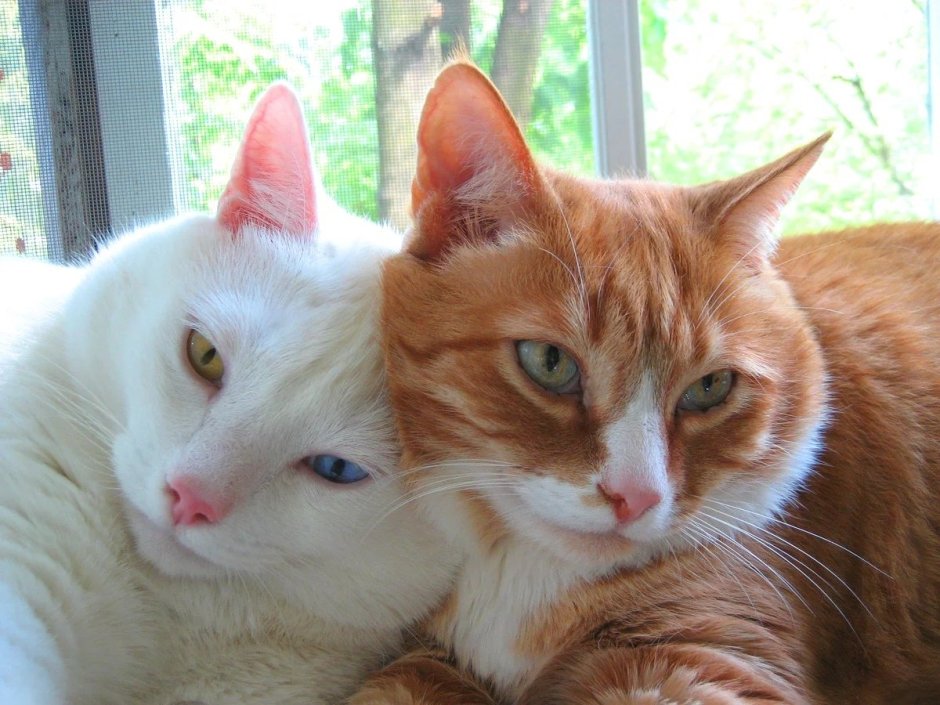 Рыжий кот и кошка