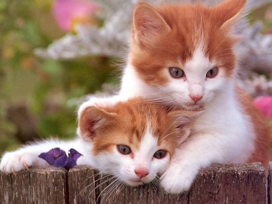 Красивые кошки и котята