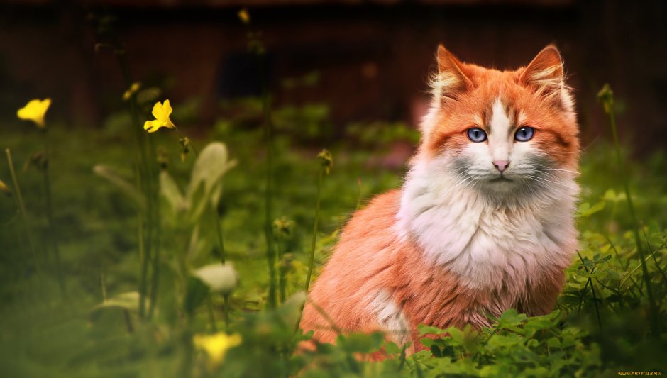 Кошка рыжая с белым