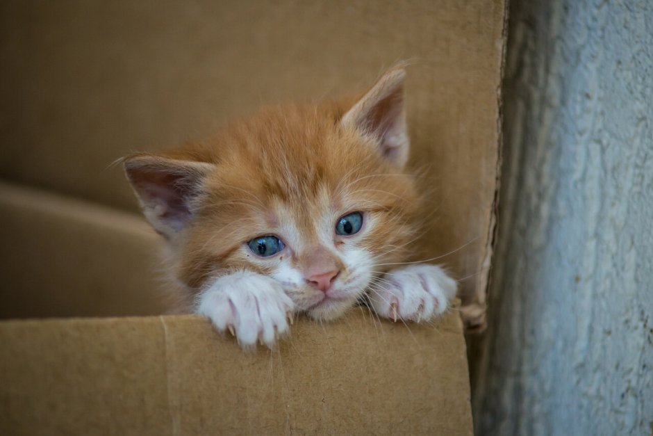 Рыжий котенок в коробке