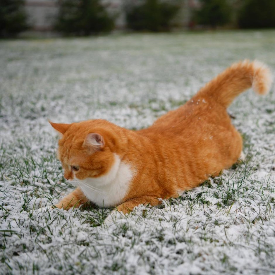 Белый кот с рыжей спиной