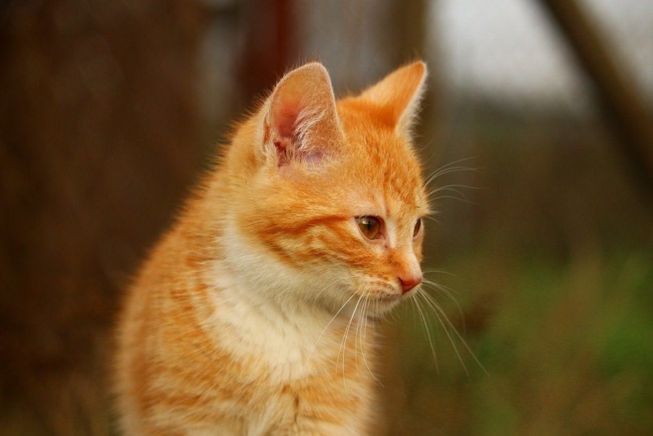 Рыжие коты
