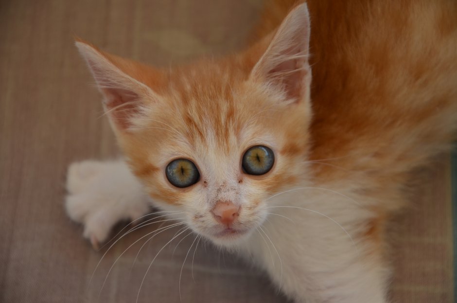Светло рыжий котенок