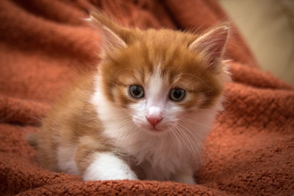Рыже белый котенок