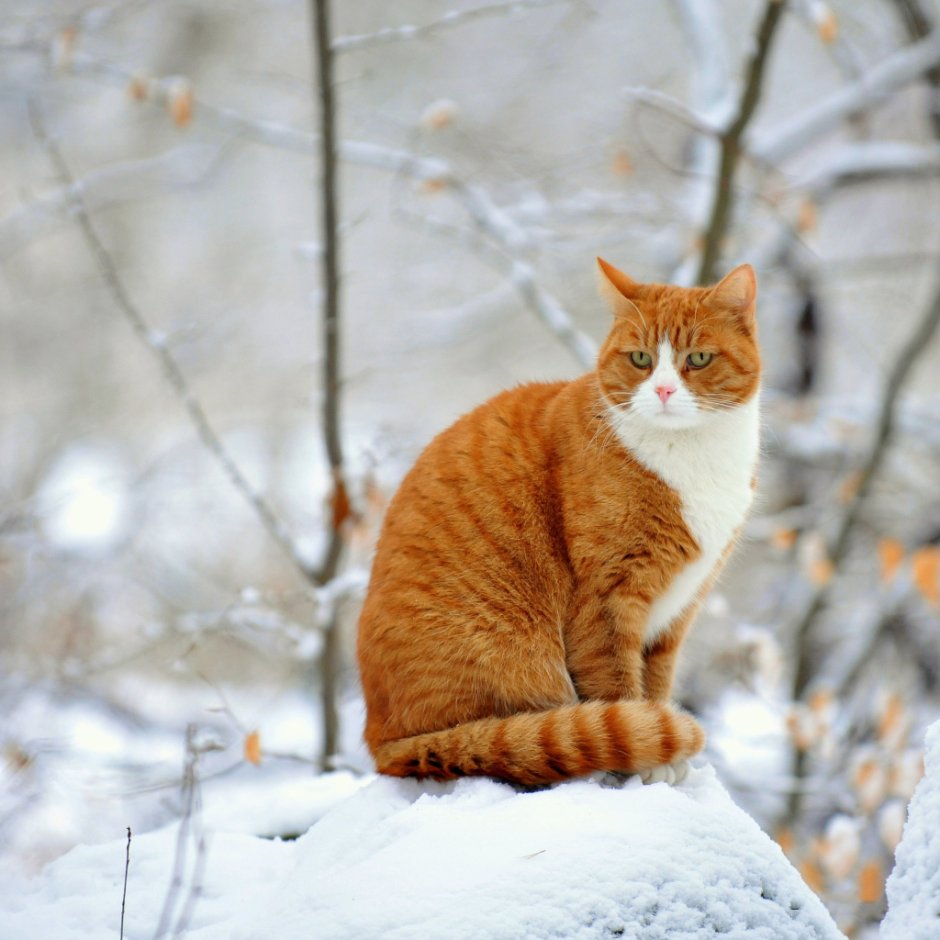 Рыжий кот зимой