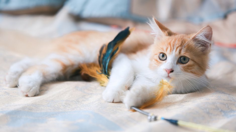 Котик утро