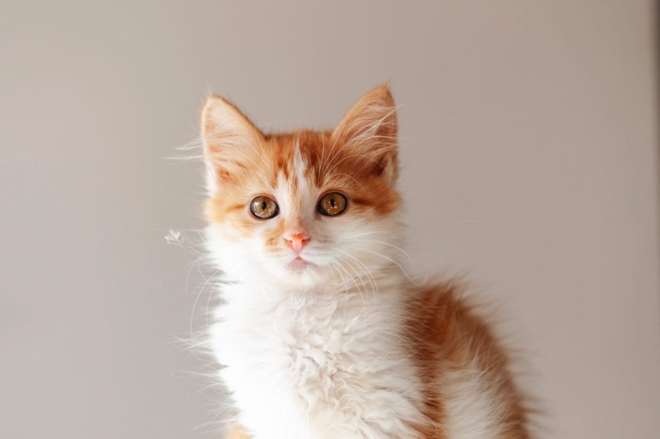 Рыжий котенок девочка