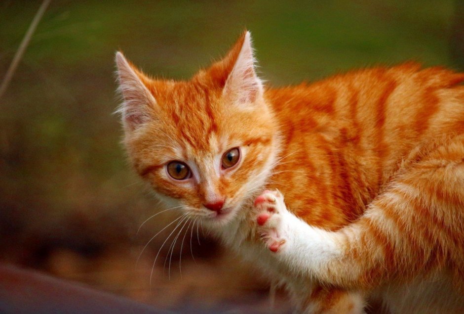 American Shorthair кошка рыжая