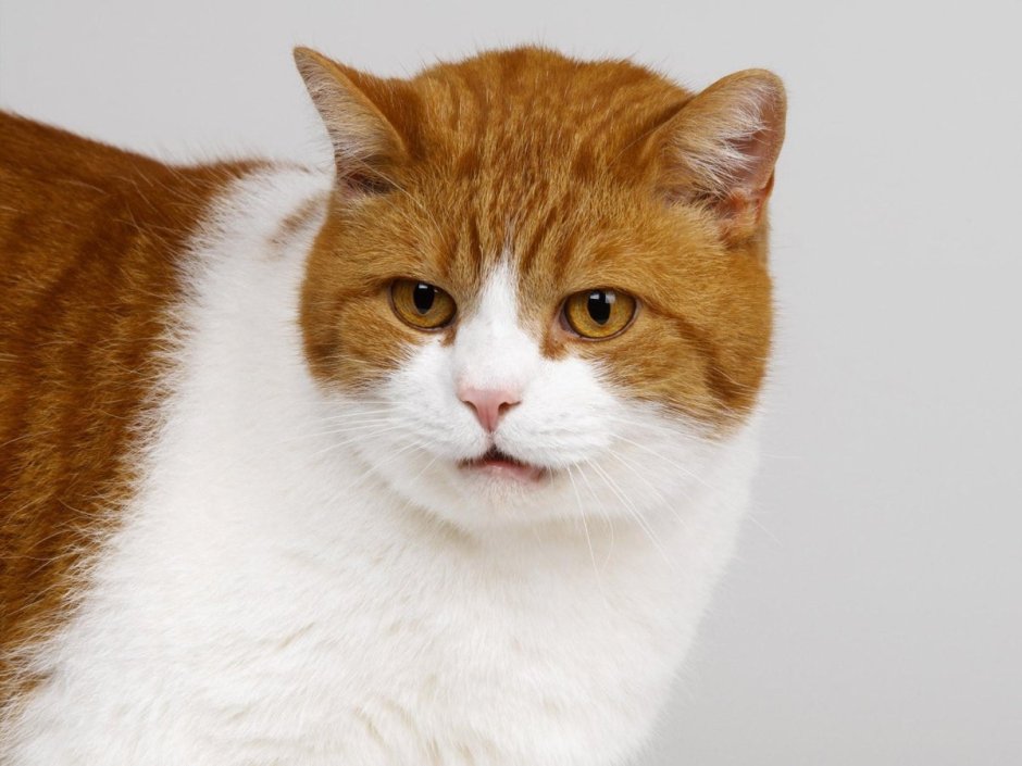 Рыже белые коты