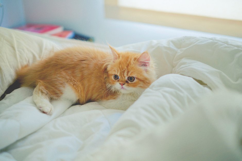 Персидский кот рыжий с белым