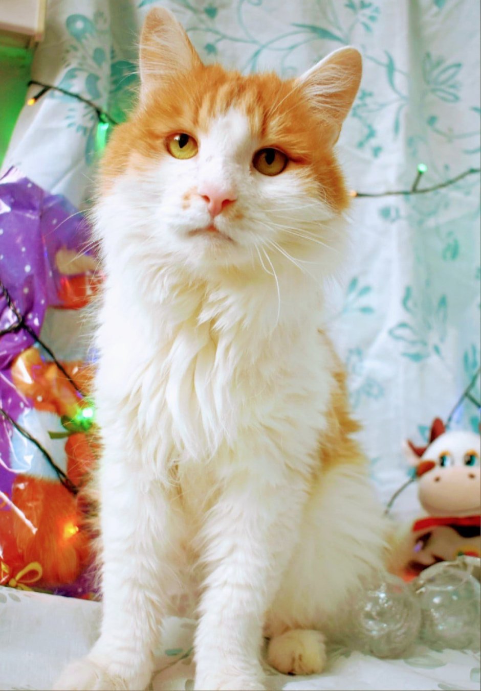 Кота рыже белого дворняжку