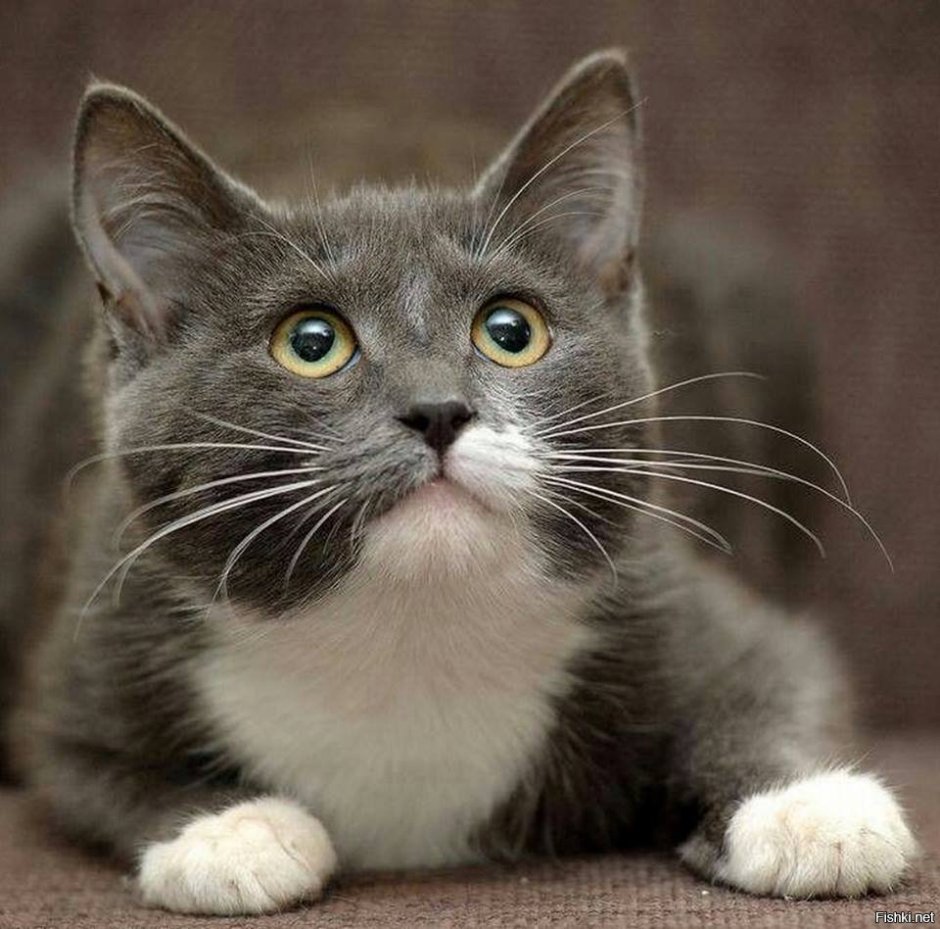 Серо белый котик