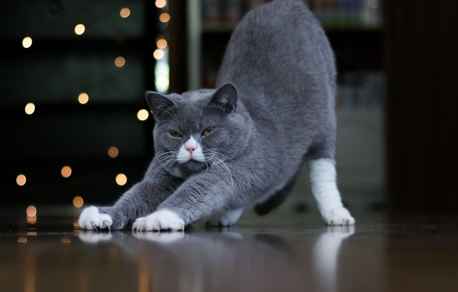 Кошка потягивается