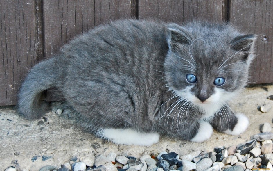 Котенок пепельного цвета