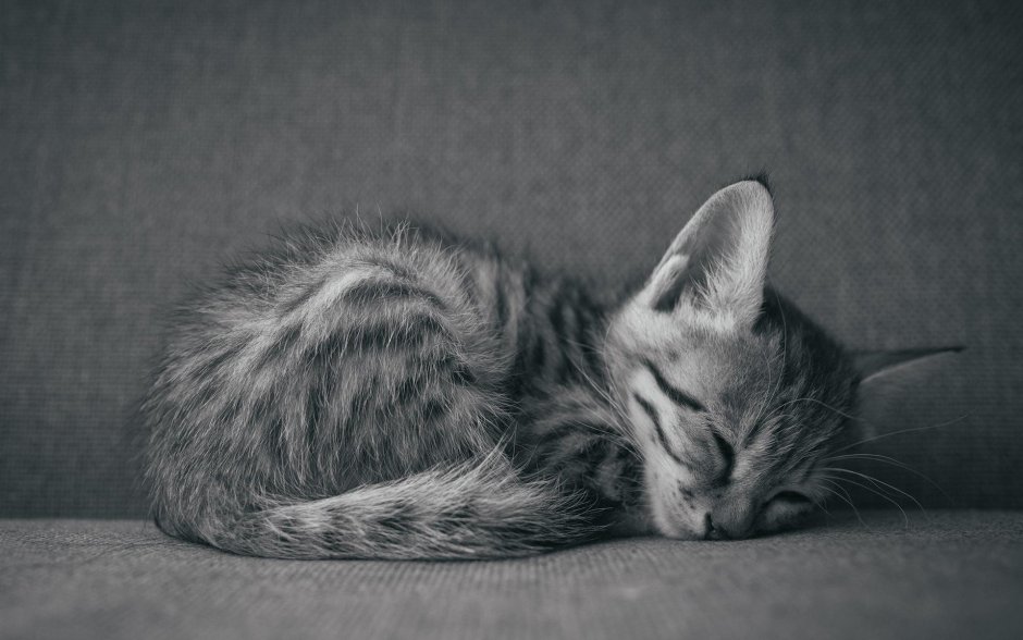 Спящий кот