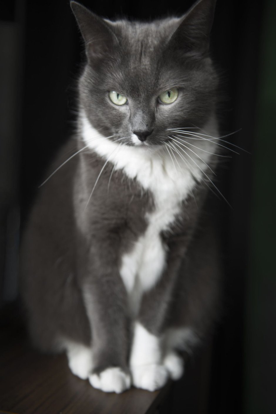 Кошка серая