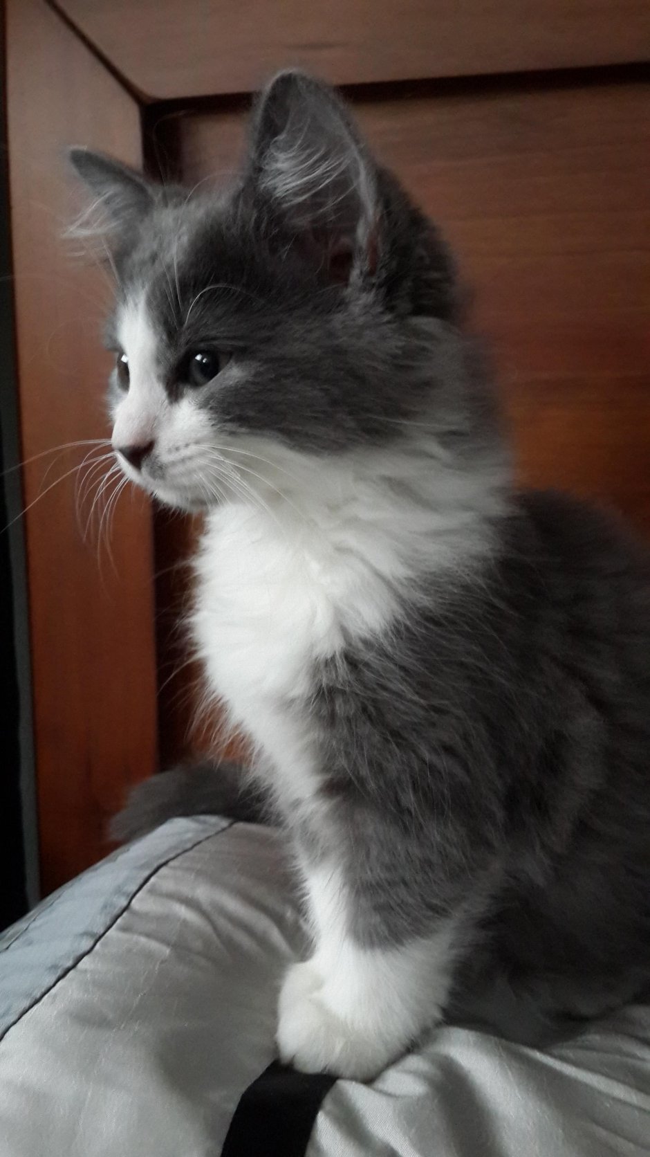 Серо белый кот
