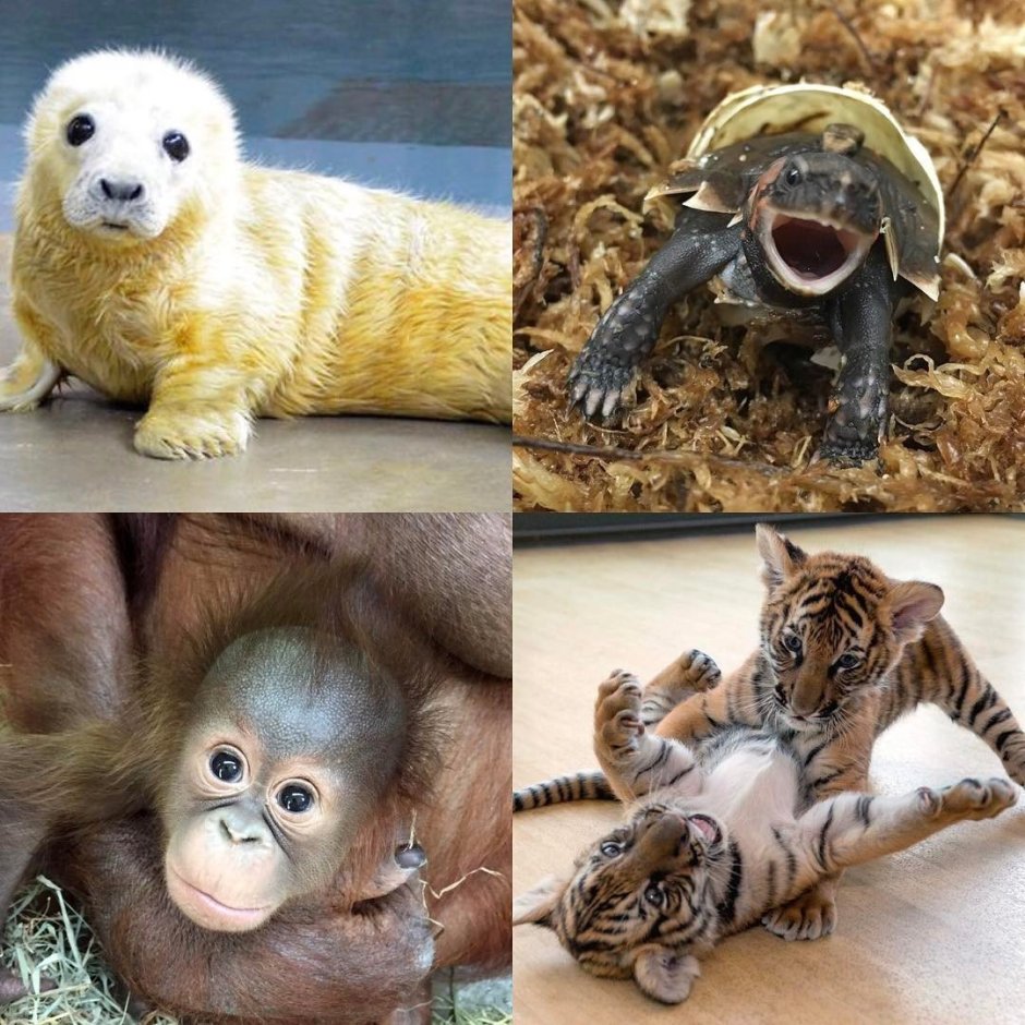 Гнездовики животные в реальной жизни