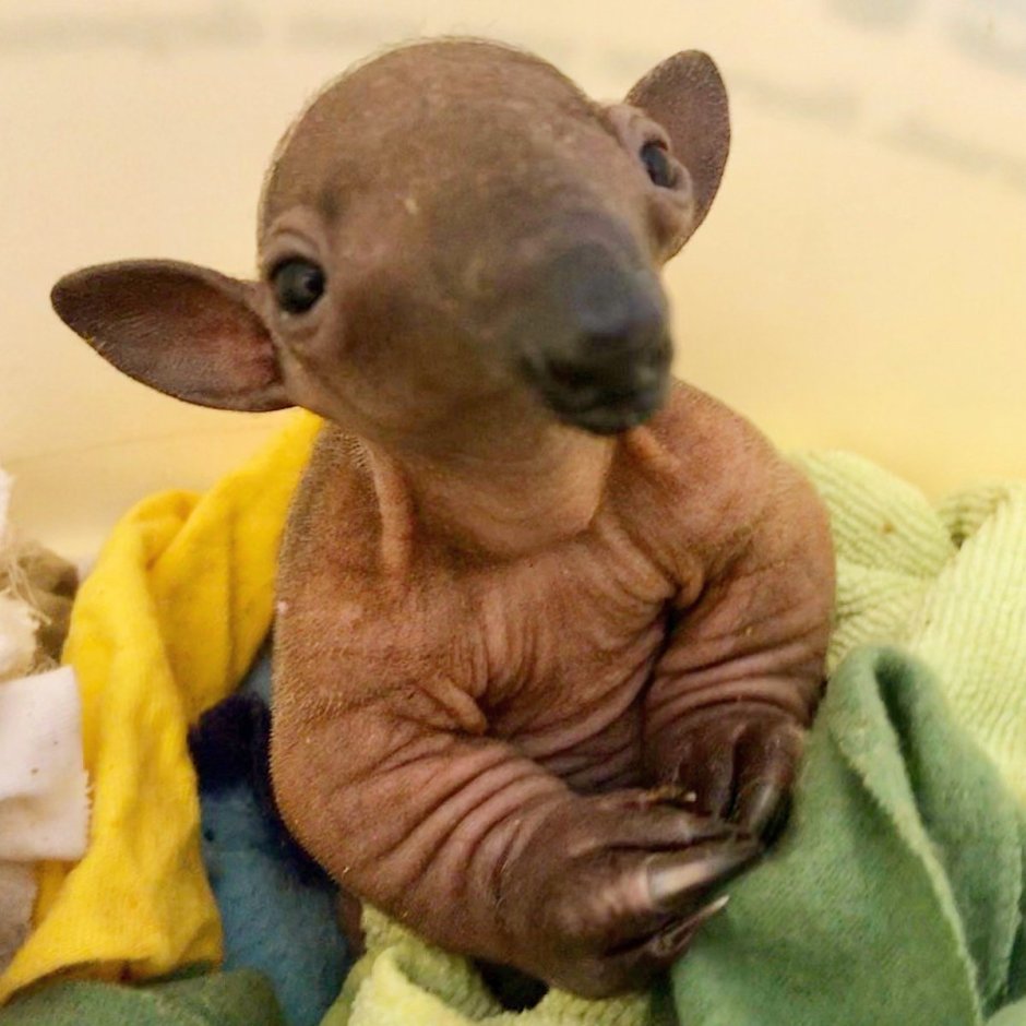 Детеныш муравьеда