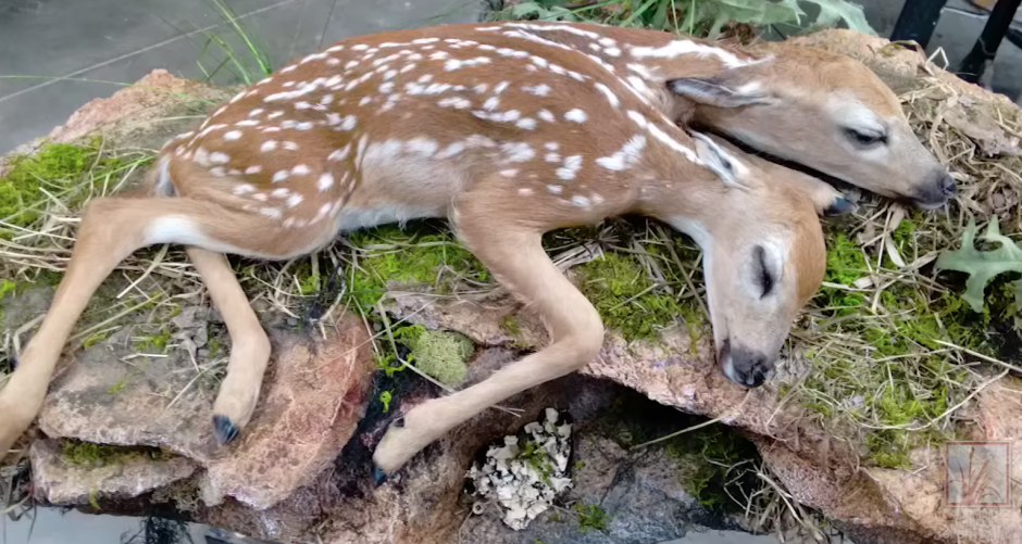 Вымышленные животные